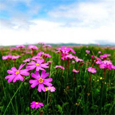 大发国际手机app下载